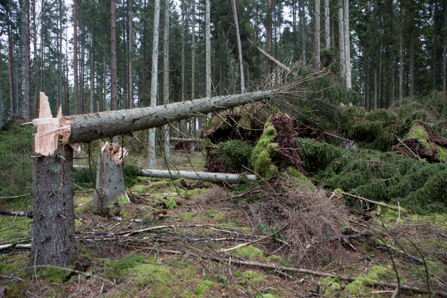 Stormskadad skog.