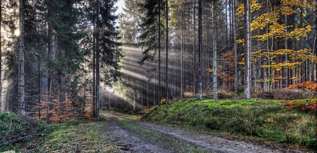 Fortsatt god efterfrågan på skogsråvara, meddelar Södra. Bild Södra