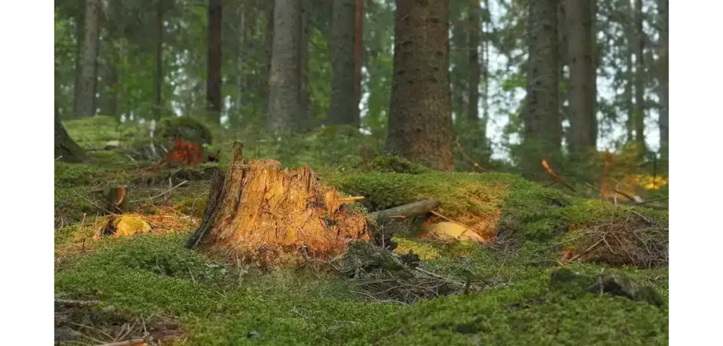 Sågverkens balansräkningar är starka efter goda år, men nu kan det gå fort åt andra hållet tror Danske Bank.