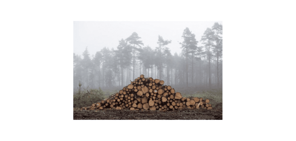Södra höjer virkespriserna Södra gör ovanligt stora prishöjningar. Bild Södra